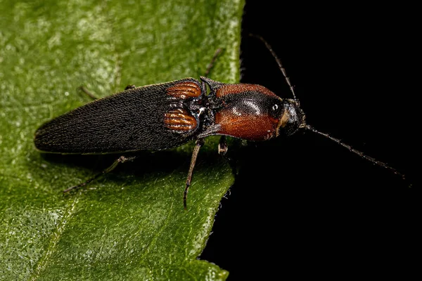 Scarabeo Adulto Della Famiglia Elateridae — Foto Stock