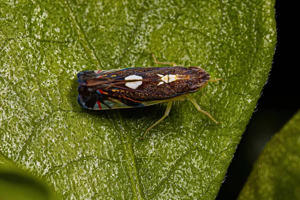 Dospělý Typický Leafhopper Hmyz Druhu Diedrocephala Variegata — Stock fotografie