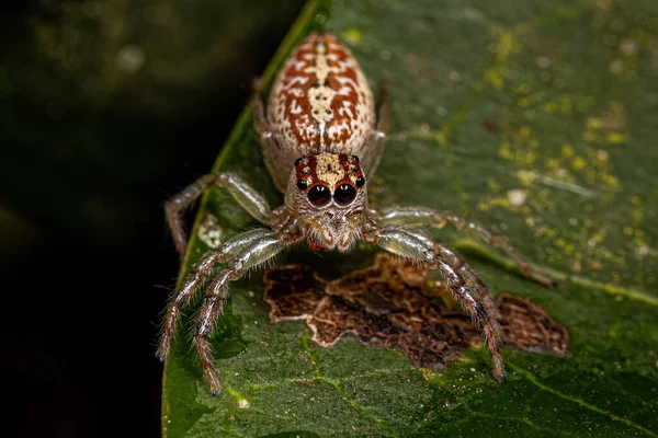 Žena Dospělý Skákající Pavouk Rodu Asaracus — Stock fotografie