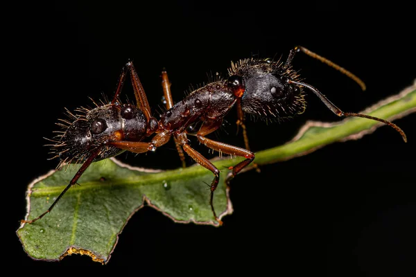 Fourmi Charpentier Femelle Adulte Genre Camponotus — Photo