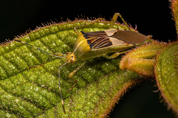 Ενηλίκων Leaf Footed Bug Species Hypselonotus Fulvus — Φωτογραφία Αρχείου