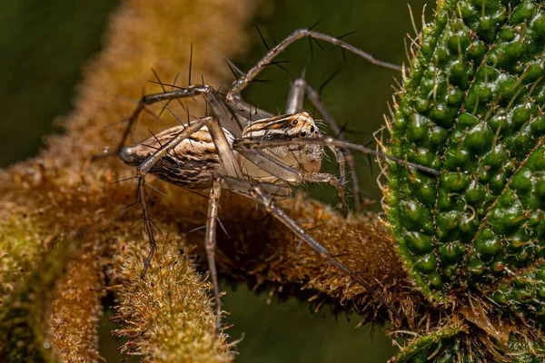 Ženské Pruhy Lynx Pavouk Rodu Oxyopes — Stock fotografie