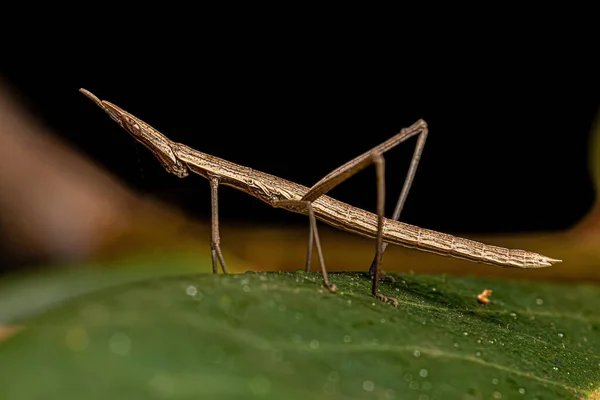 Neotropical Tick Grasshopper Family Prosciidae — 스톡 사진