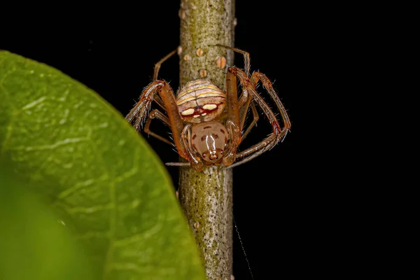 Μικρή Αρσενική Πειρατική Αράχνη Του Genus Gelanor — Φωτογραφία Αρχείου