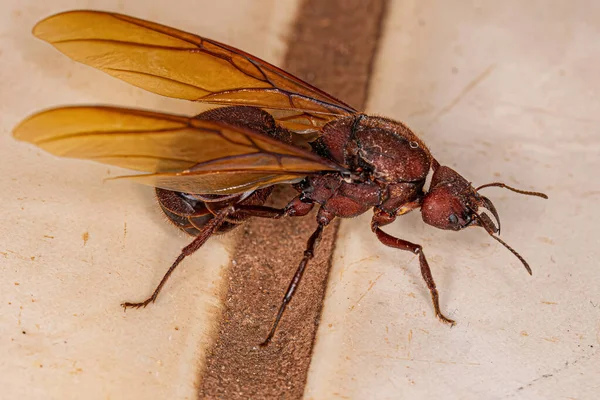 Adult Female Winged Atta Leaf Cutter Queen Ameise Der Gattung — Stockfoto