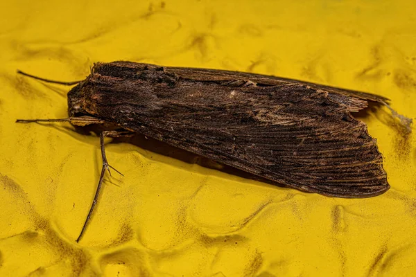 Polilla Esfinge Adulta Del Género Erinnyis — Foto de Stock