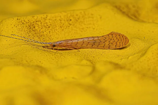 Genus Nectopsycheの成虫 — ストック写真