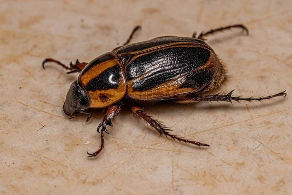 Ενηλίκων Rhinoceros Beetle Της Υποοικογένειας Dynastinae — Φωτογραφία Αρχείου