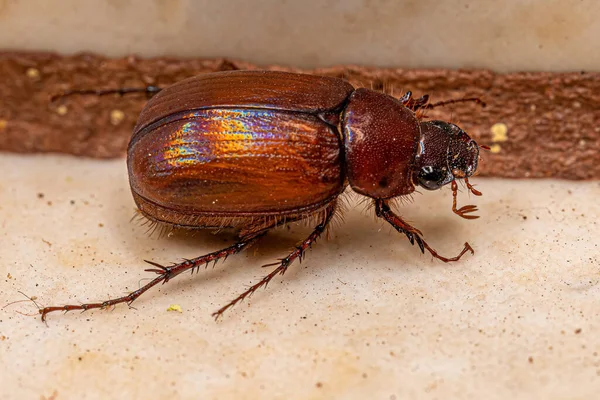 Ausgewachsene Junikäfer Aus Der Unterfamilie Melolonthinae — Stockfoto