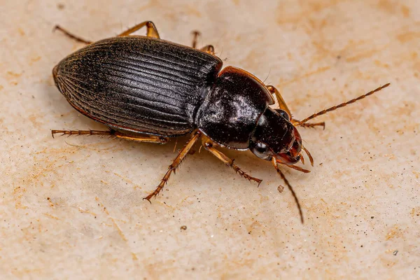 Adult Ground Beetle Family Carabidae — Stock Photo, Image