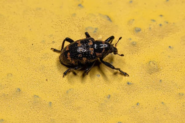 Tür Tyloderma Fasiatum Yetişkin Buğday Bitleri — Stok fotoğraf