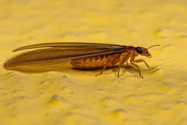 Termite Superior Adulto Família Termitidae — Fotografia de Stock