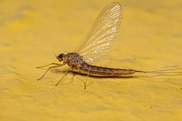 Dospělá Žena Mayfly Řádu Ephemeroptera — Stock fotografie