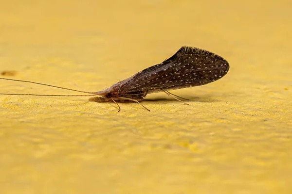 Adult Spiral Caddisfly Insekt Släktet Helikopsyche — Stockfoto