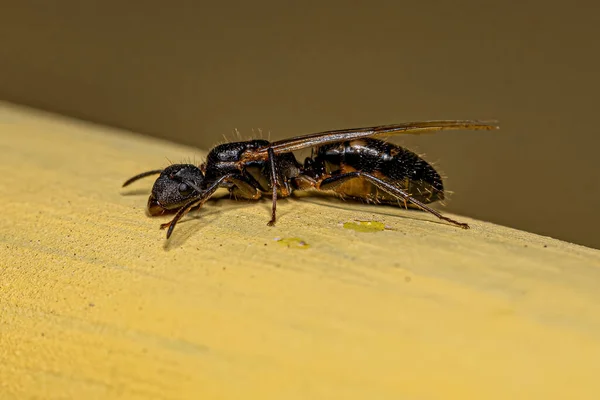 Adult Female Winged Carpenter Queen Ant Genus Camponotus — Stock Photo, Image