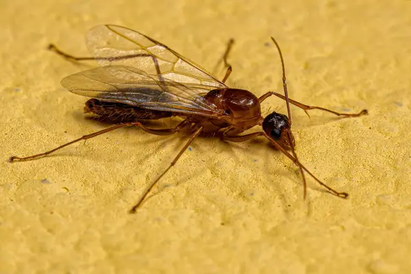 Dorosły Stolarz Skrzydlaty Mrówka Rodzaju Camponotus — Zdjęcie stockowe