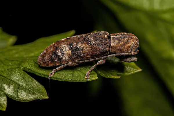 Adetus Yetişkin Uzun Boynuzlu Böceği — Stok fotoğraf