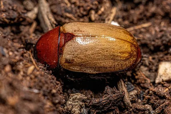 Escaravelho Marrom Adulto Espécie Cyclocephala Melanocephala — Fotografia de Stock