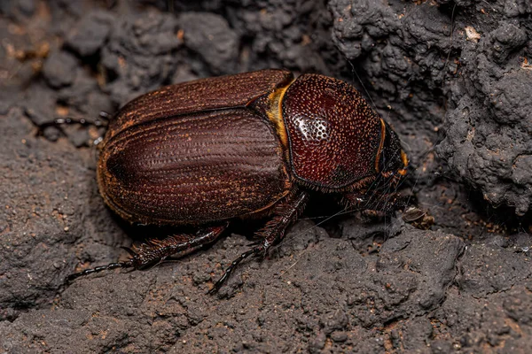 Ενηλίκων Rhinoceros Beetle Της Υποοικογένειας Dynastinae — Φωτογραφία Αρχείου