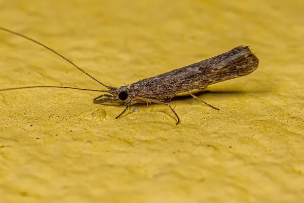 Adult Female Caddisfly Insect Genus Marilia — Stock Photo, Image