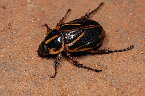 Adult Rhinoceros Beetle Subfamily Dynastinae — Stock Photo, Image