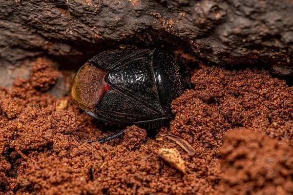 Ενηλίκων Burrowing Bug Της Οικογένειας Cydnidae — Φωτογραφία Αρχείου