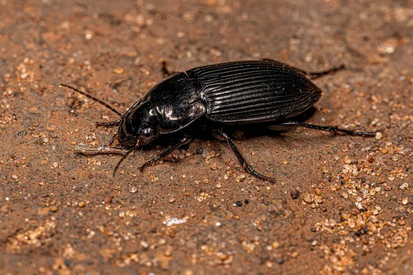 Carabidae Ailesinin Yetişkin Yer Böceği — Stok fotoğraf