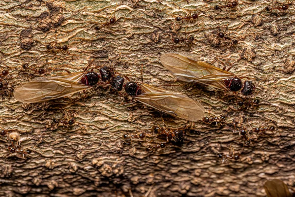 Semut Kepala Besar Wanita Dewasa Dari Genus Pheidole — Stok Foto