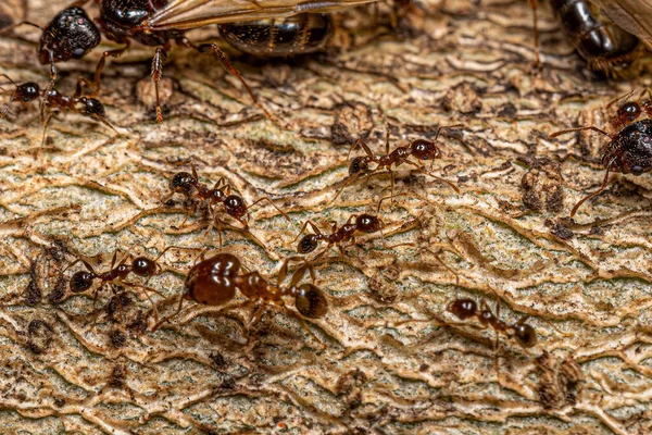 Adult Female Big Headed Ants Genus Pheidole — Zdjęcie stockowe