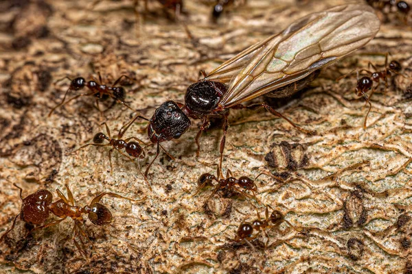 Adult Female Big Headed Ants Genus Pheidole — стокове фото