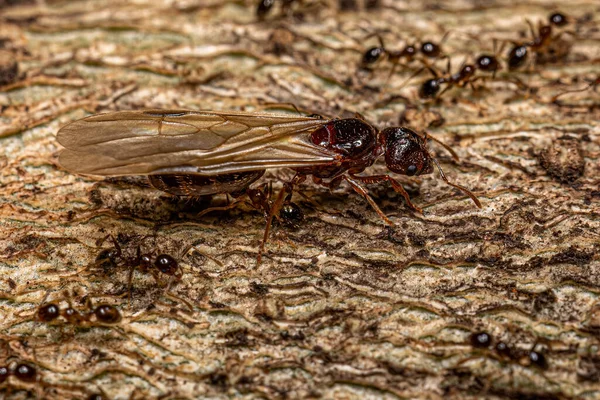 Adult Female Big Headed Ants Genus Pheidole — Stockfoto