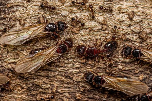 Adult Female Big Headed Ants Genus Pheidole — Zdjęcie stockowe