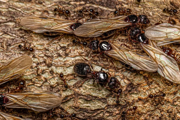 Adult Female Big Headed Ants Genus Pheidole — Stockfoto