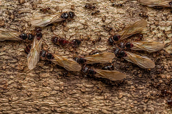 Adult Female Big Headed Ants Genus Pheidole — Stockfoto