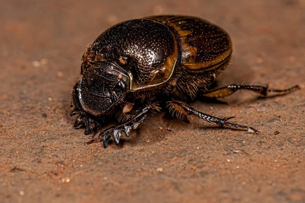 Gacela Escarabajo Adulto Especie Digitonthophagus Gazella — Foto de Stock