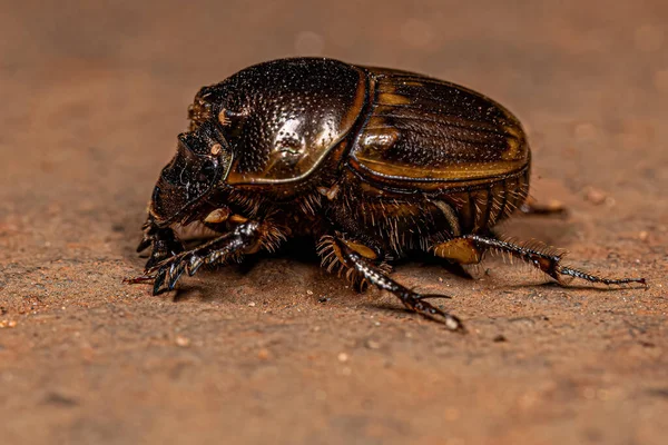 Vuxen Gasell Scarab Arten Digitonthophagus Gazella — Stockfoto