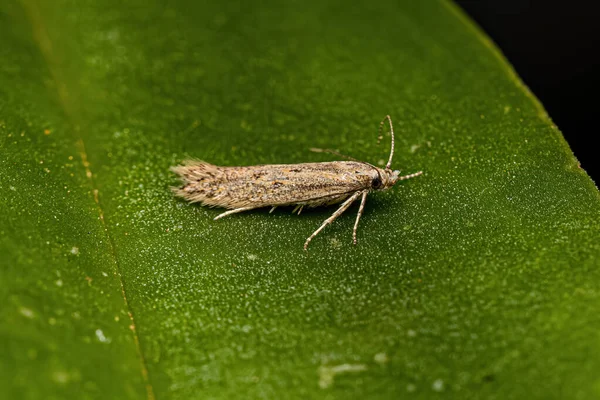 Adult Twirler Moth Family Gelechiidae — Stockfoto