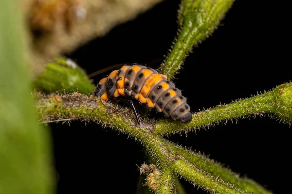 Spotless Lady Beetle Larver Arten Cycloneda Sanguinea — Stockfoto