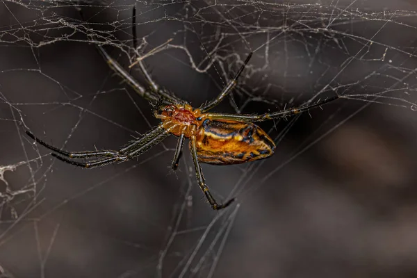 Малая Базилика Orbweaver Spider Вида Mecynogea Lemniscata — стоковое фото