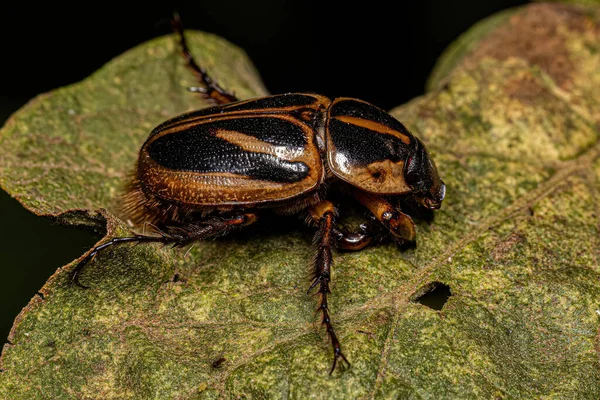 Volwassen Neushoorn Kever Van Onderfamilie Dynastinae — Stockfoto