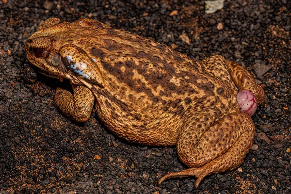 Crapaud Cururu Adulte Écrasé Espèce Rhinella Diptycha Avec Saillie Anale — Photo