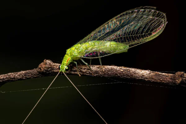 Dospělí Typické Zelené Krajkové Křídlo Rodu Ceraeochrysa — Stock fotografie