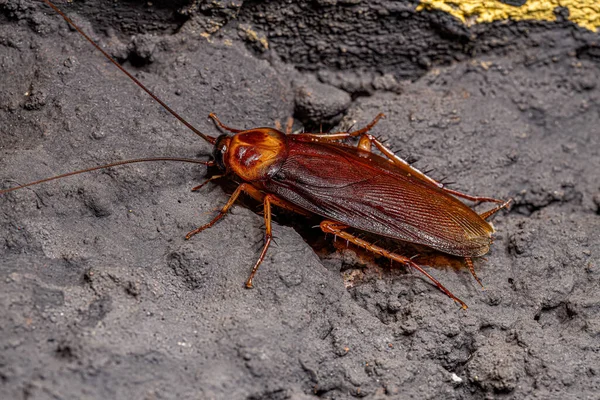 Yetişkin Amerikan Hamamböceği Periplaneta Americana — Stok fotoğraf