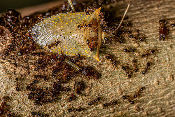 Adult Female Big-headed Ants of the Genus Pheidole preying on an adult White spotted Arvelius stink bug of the species Arvelius albopunctatus