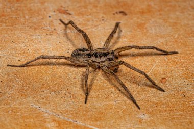 Adult Male Wolf Spider of the Family Lycosidae