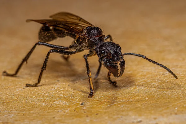 Formiga Bala Adulta Rainha Espécie Paraponera Clavata — Fotografia de Stock