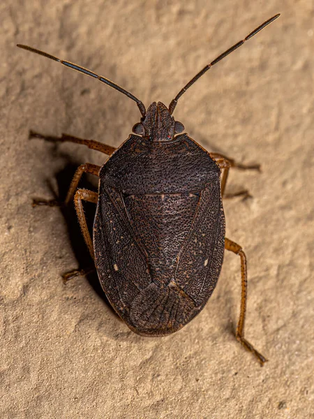 Ενηλίκων Stink Bug Species Stittochilus Tripunctatus — Φωτογραφία Αρχείου