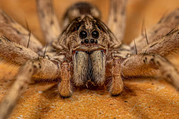 Adult Male Wolf Spider Family Lycosidae — Stockfoto