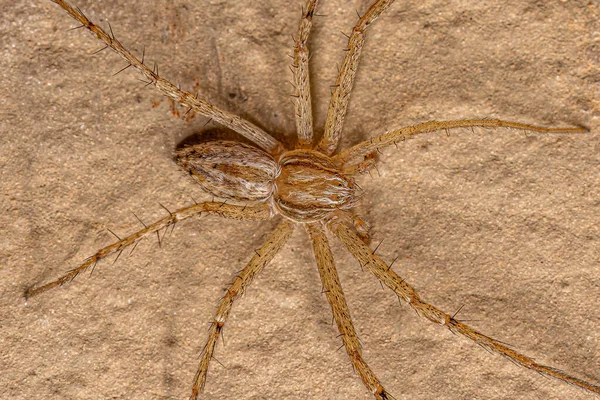 Philodromidae Ailesinden Küçük Koşan Yengeç Örümceği — Stok fotoğraf