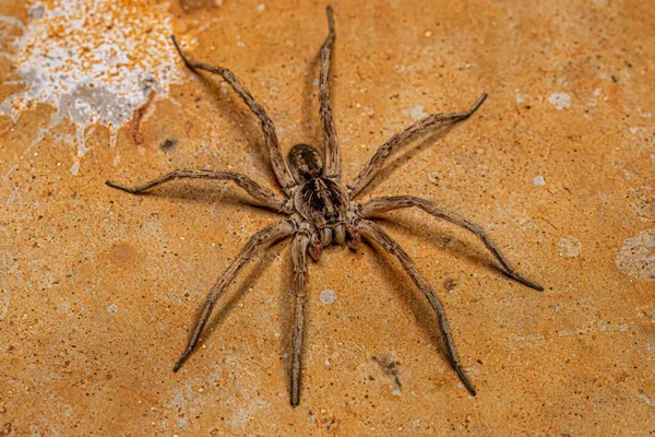 Adult Male Wolf Spider Family Lycosidae — Stock Fotó